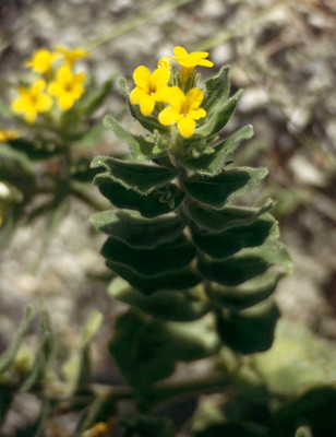 Alkanna orientalis par Ziegler