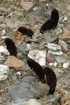 Cynomorium Coccineum par Ziegler