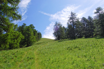 Alpe entre Serennes et Fouillouse