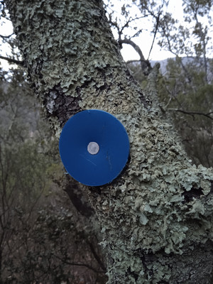 Les œillets platiques du chemin de chasseur, à l'ouverture sur le paysage, prendre la sente balisée seulement à la peinture Les œillets platiques du chemin de chasseur, à l'ouverture sur le paysage, prendre la sente balisée seulement à la peinture