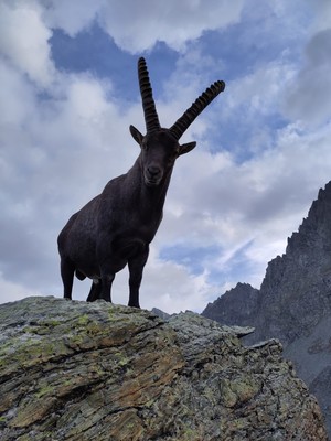 Un bouquetin au Mont Viso Un bouquetin au Mont Viso