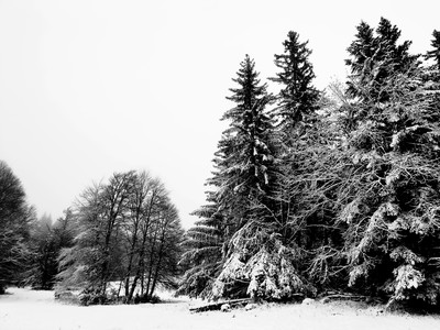 [Concours Photo Sophie 2023] Chartreuse