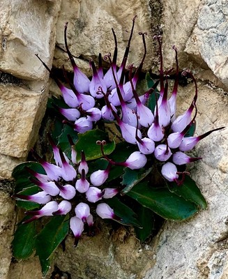 [Concours Photo Sophie 2023] Griffe du diable (Physoplexis Comosa) _ Lagazuoi-Dolomites centrales