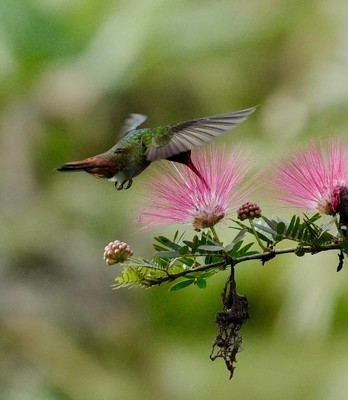 [Concours Photo Sophie 2023] Colibri / Parc National Volcan Arenal - Costa-Rica