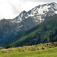 Aiguillette d'Asti N