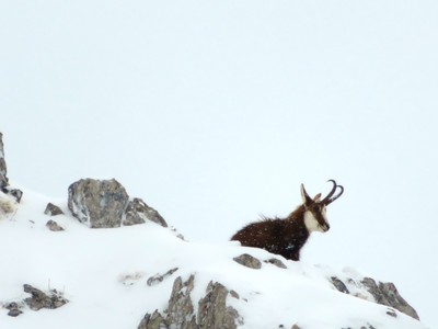[Concours Photo Sophie 2023] Chamois sur arête