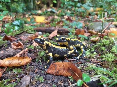 [Concours Photo Sophie 2023] Les salamandres lubriques