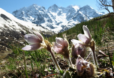 Anémones poilues du Lautaret