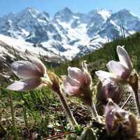 Anémones poilues du Lautaret