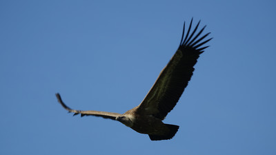 [Concours Photo Sophie 2023] Vautour fauve pyrennees