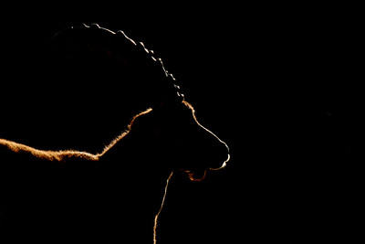 [Concours Photo Sophie 2023] Silhouette 