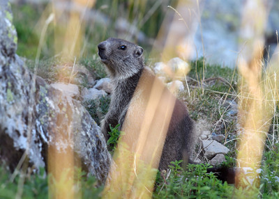 [Concours Photo Sophie 2023] Marmotte dans Belledonne