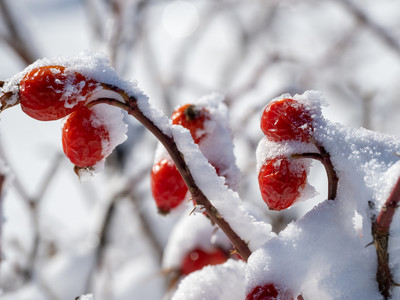 [Concours Photo Sophie 2023] Gratte-cul, cynorrhodon