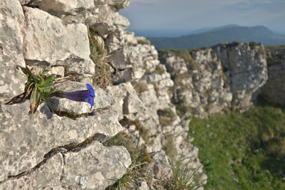  [Concours Photo Sophie 2023] La gentiane du Chasseron