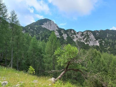 Krniška glavica