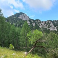 Krniška glavica