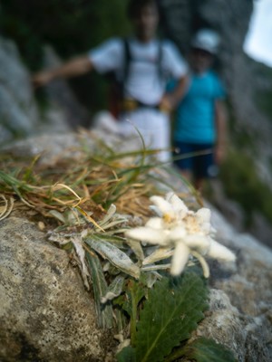 Stelle alpine Stelle alpine