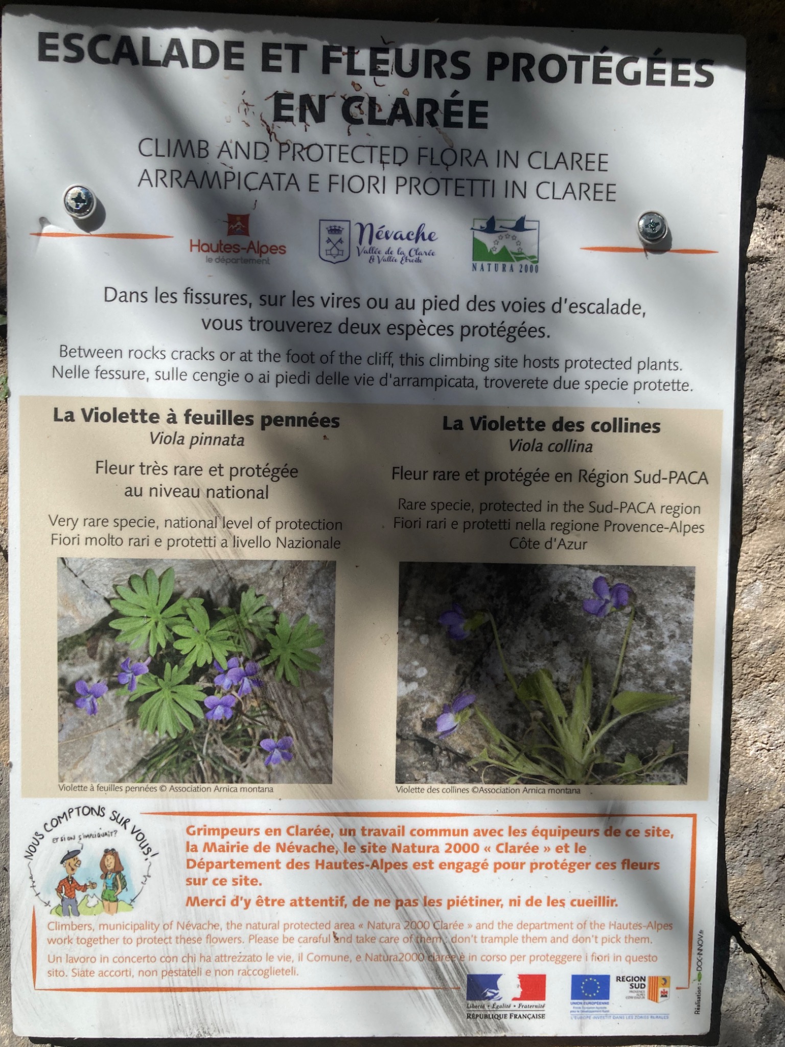Violettes protégées 