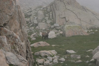 [Concours Photo Sophie 2024] Surprise dans le brouillard de la Raspe de Bassiès