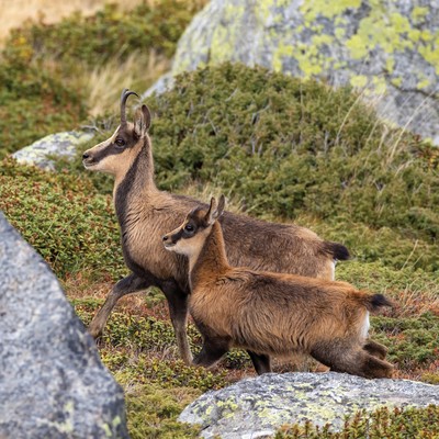 [Concours Photo Sophie 2024] Mon mini-moi Isards_chevre et son chevreau