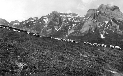 Moutons de l'Aubisque (CPA)