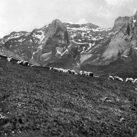Moutons de l'Aubisque (CPA)