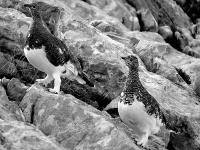 [Concours Photo Sophie 2024] Les lagopèdes vont grimper