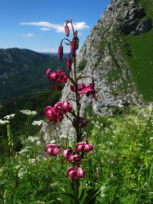 [Concours Photo Sophie 2024] Lys martagon - Bauges