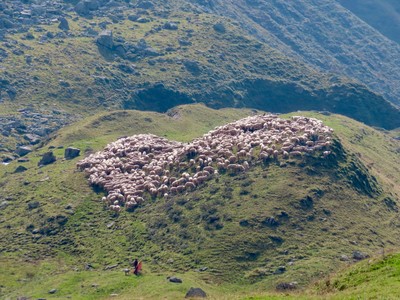 [Concours Photo Sophie 2024] Orobie orientale_Coeur de troupeau_Alpes Bergamasques