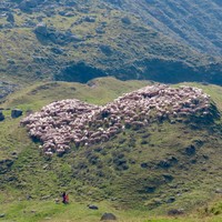 [Concours Photo Sophie 2024] Orobie orientale_Coeur de troupeau_Alpes Bergamasques