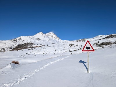 les vaches posent devant le Grand Area