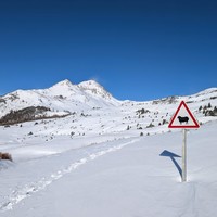 les vaches posent devant le Grand Area