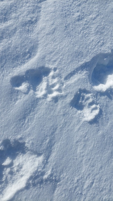 Trace d'ours juvénile Trace d'ours juvénile