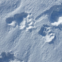 Trace d'ours juvénile 