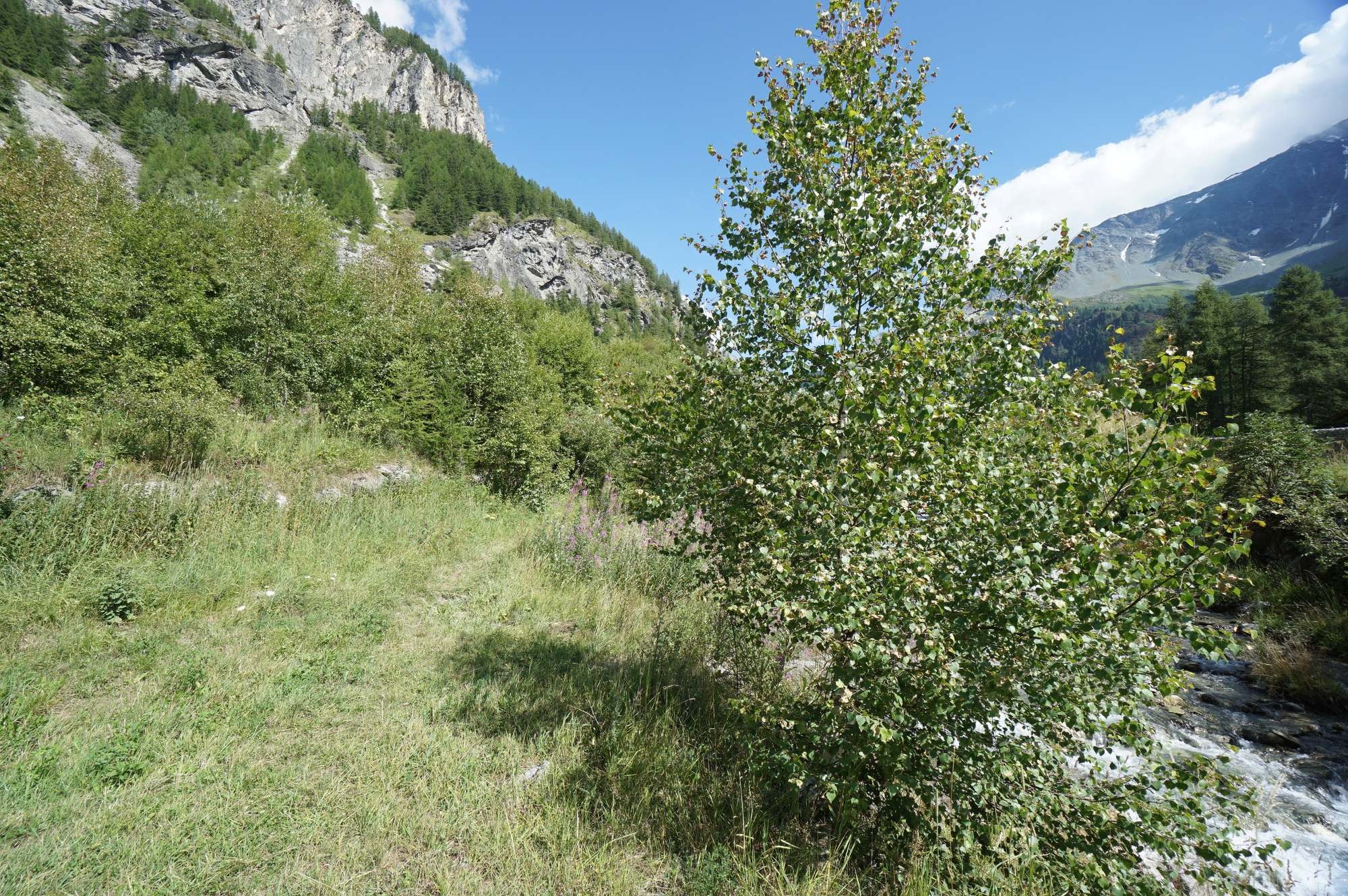 Sentier qui commence entre le paravalanche à gauche et le torrent à droite.