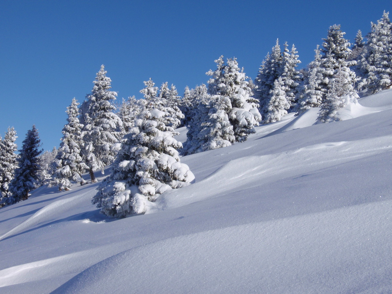 Sapins enneigés - Camptocamp.org