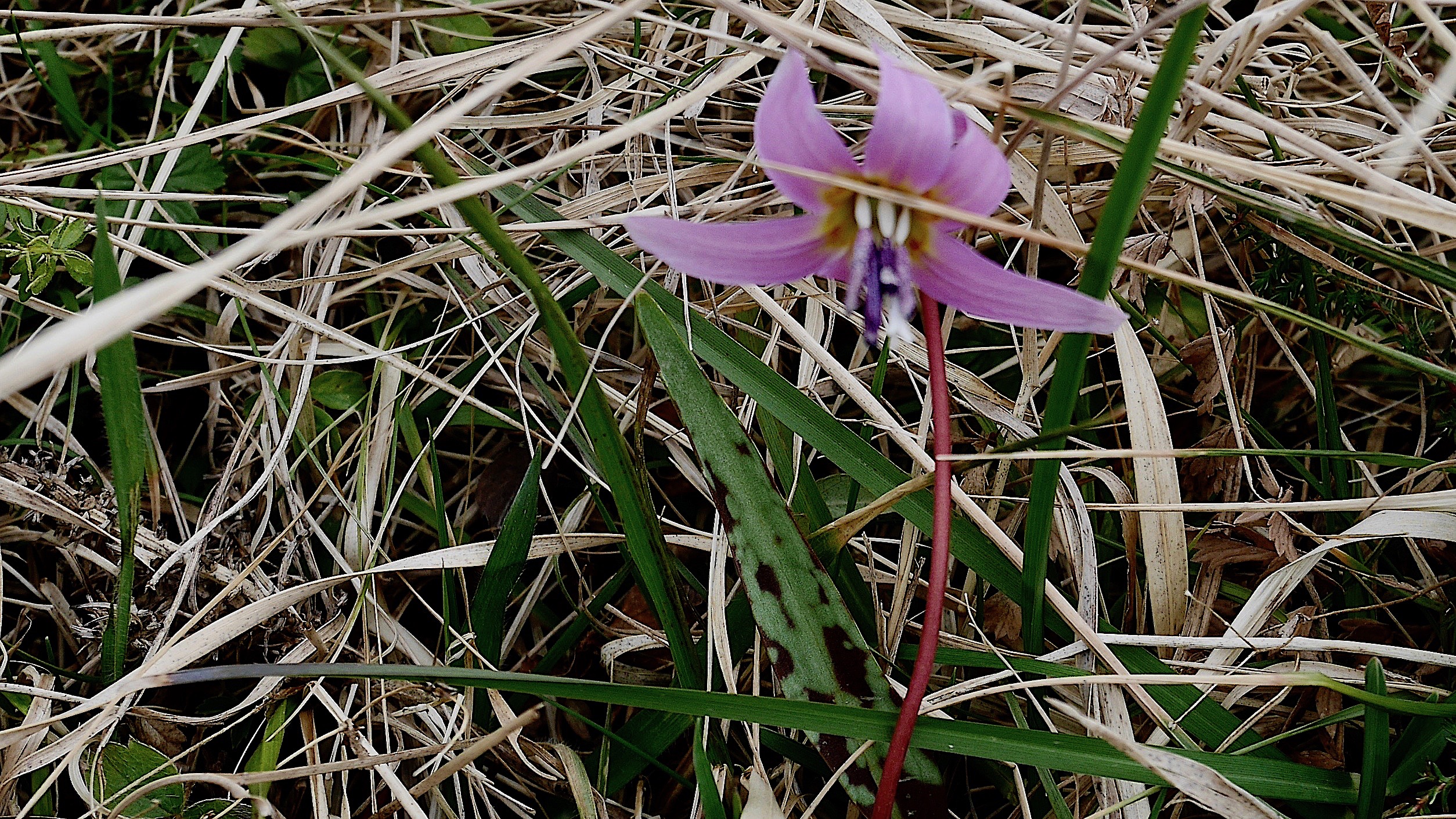 Dent-de-chien (Liliaceae) Erythronium dens-canis - Camptocamp.org